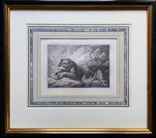 Samuel Howitt (1756–1822) Original Antique Etching – Recumbent Lioness