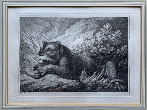fig 1. A framed black and white print depicting a resting lioness outdoors set within a decorative multi-layered mount and dark wooden frame.