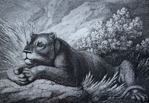 fig 2. A framed black and white print depicting a resting lioness outdoors set within a decorative multi-layered mount and dark wooden frame.
