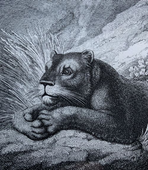 fig 3. A framed black and white print depicting a resting lioness outdoors set within a decorative multi-layered mount and dark wooden frame.