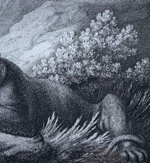 fig 4. A framed black and white print depicting a resting lioness outdoors set within a decorative multi-layered mount and dark wooden frame.