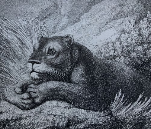 fig 6. A framed black and white print depicting a resting lioness outdoors set within a decorative multi-layered mount and dark wooden frame.