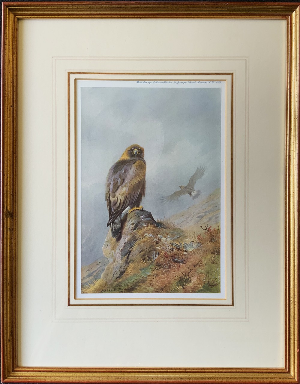 Antique Print Golden Eagle After Archibald Thorburn c. 1907 with Gallery Label