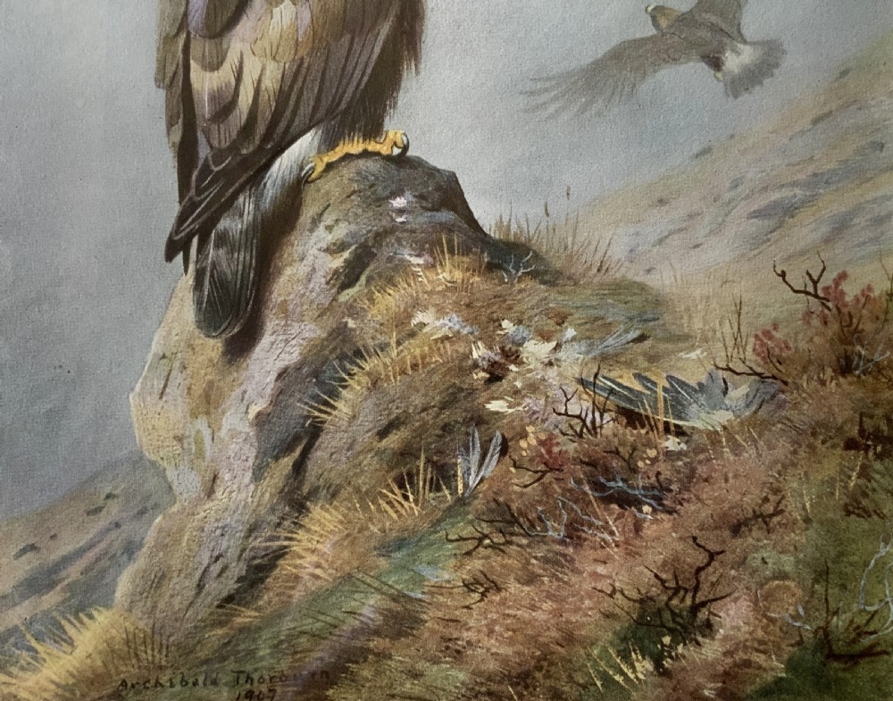 Antique Print Golden Eagle After Archibald Thorburn c. 1907 with Gallery Label View VI