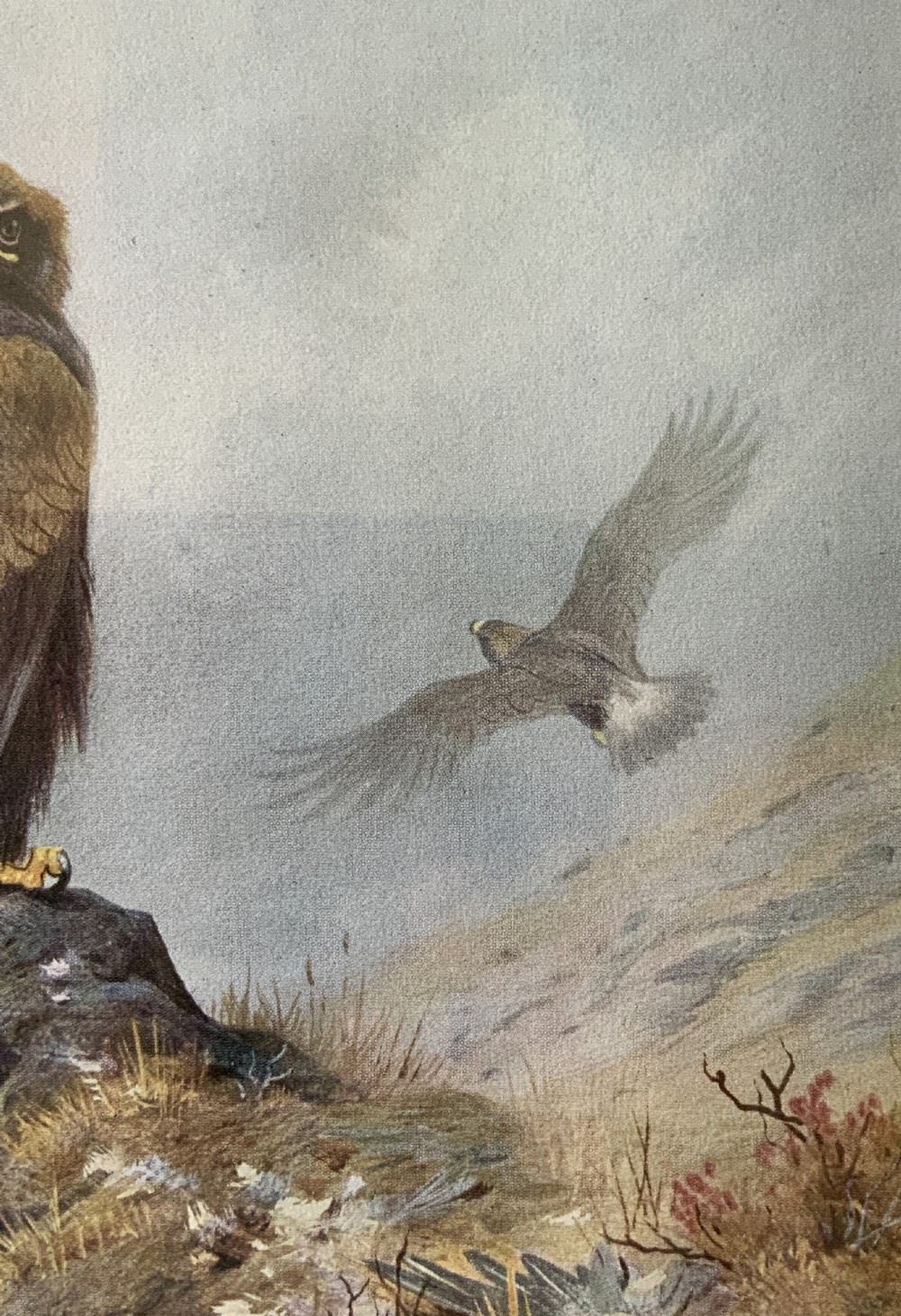 Antique Print Golden Eagle After Archibald Thorburn c. 1907 with Gallery Label View VII