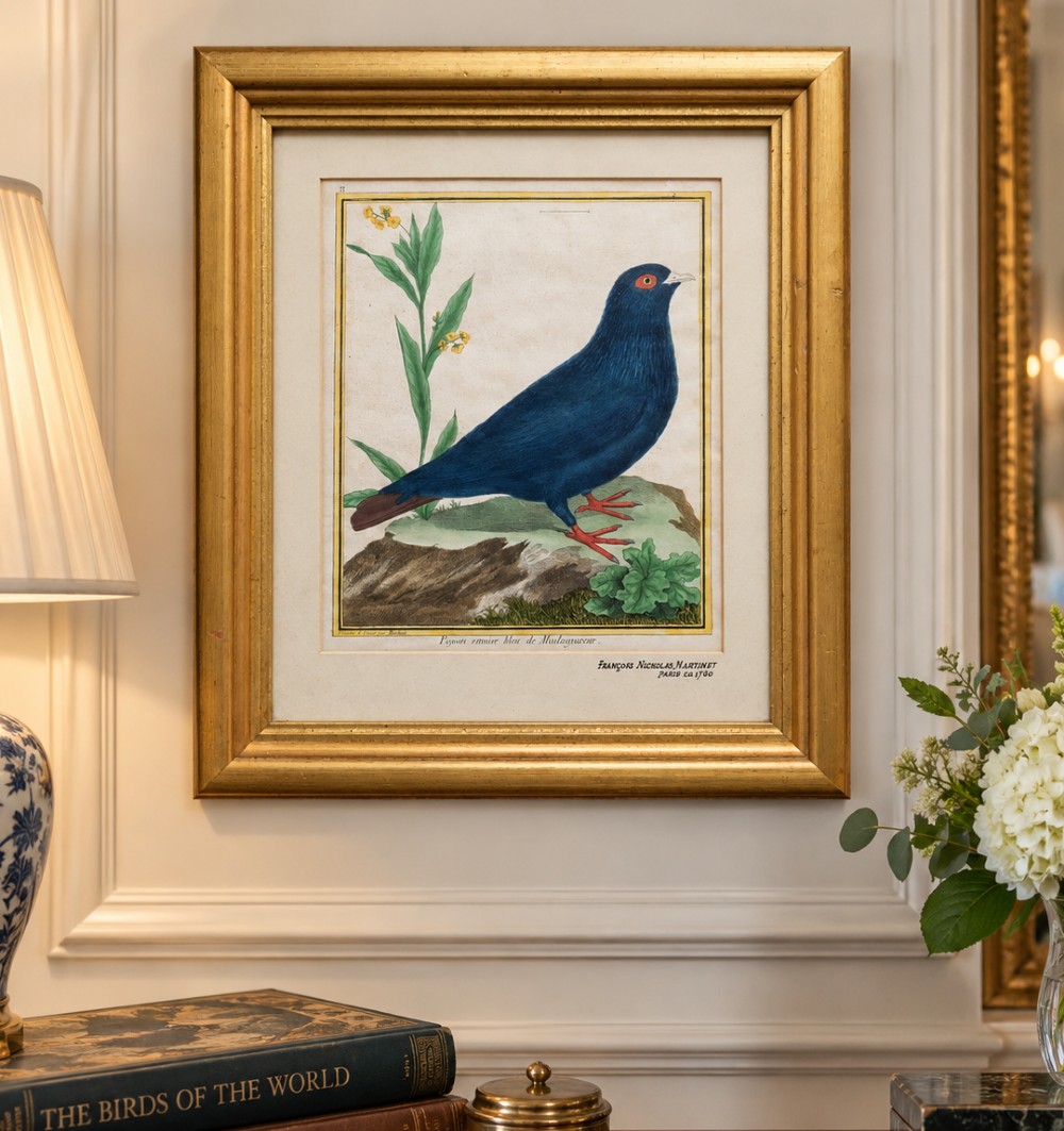 A framed 18th-century hand-coloured engraving depicting a deep blue pigeon perched on a mound beside a flowering plant, set within a gold gilt frame. View II
