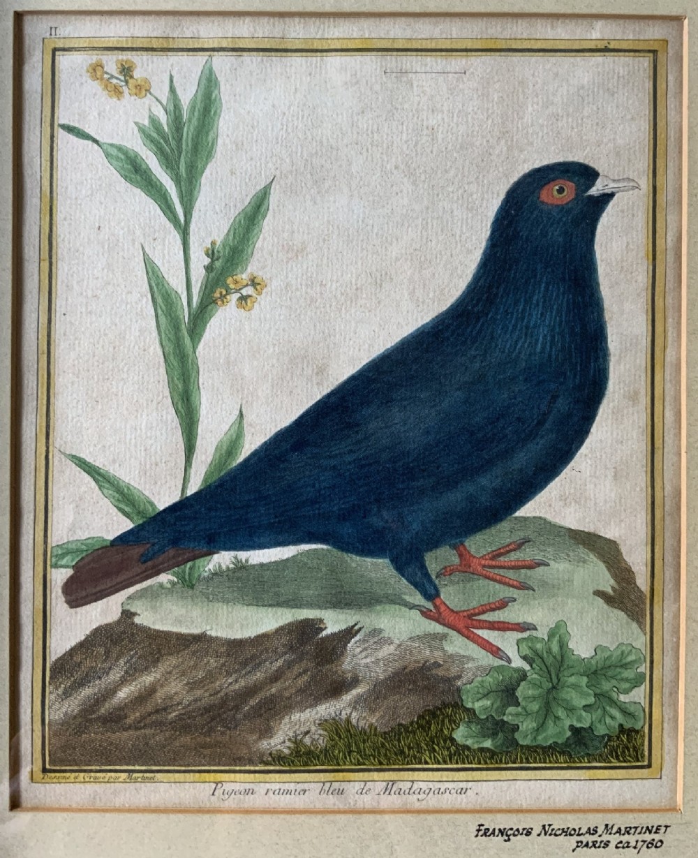 A framed 18th-century hand-coloured engraving depicting a deep blue pigeon perched on a mound beside a flowering plant, set within a gold gilt frame. View III