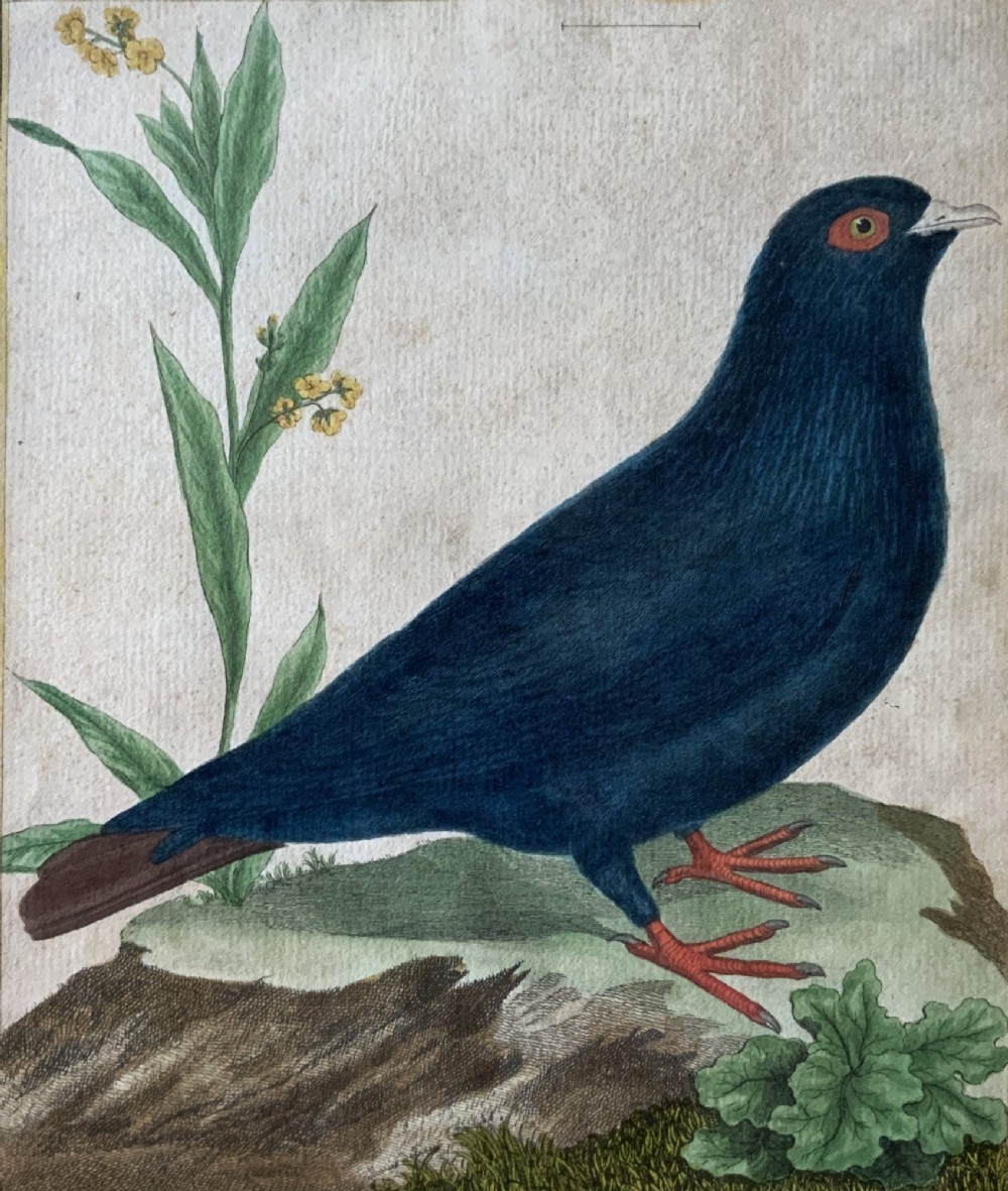 A framed 18th-century hand-coloured engraving depicting a deep blue pigeon perched on a mound beside a flowering plant, set within a gold gilt frame. View V
