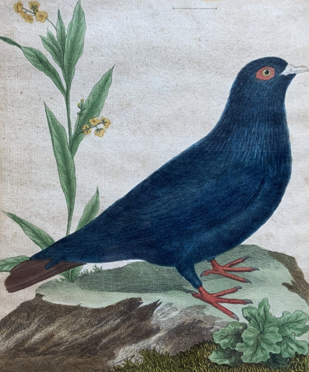 A framed 18th-century hand-coloured engraving depicting a deep blue pigeon perched on a mound beside a flowering plant, set within a gold gilt frame. View VI