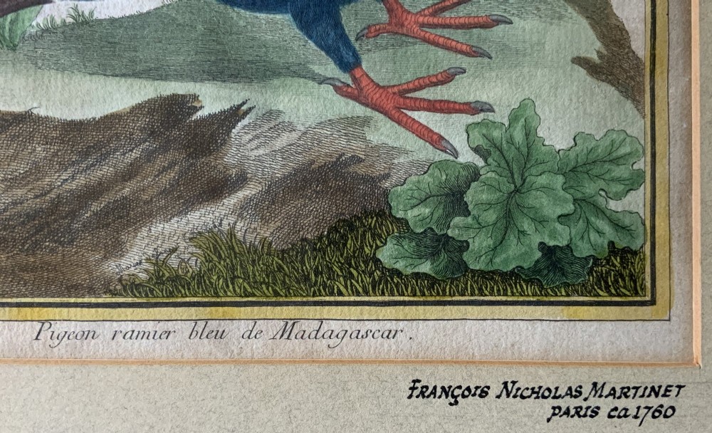 A framed 18th-century hand-coloured engraving depicting a deep blue pigeon perched on a mound beside a flowering plant, set within a gold gilt frame. View VII