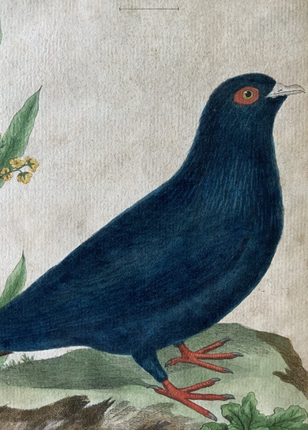 A framed 18th-century hand-coloured engraving depicting a deep blue pigeon perched on a mound beside a flowering plant, set within a gold gilt frame. View VIII