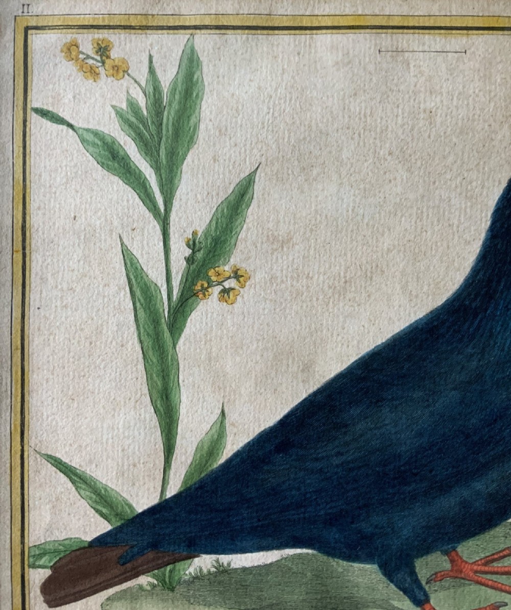 A framed 18th-century hand-coloured engraving depicting a deep blue pigeon perched on a mound beside a flowering plant, set within a gold gilt frame. View IX