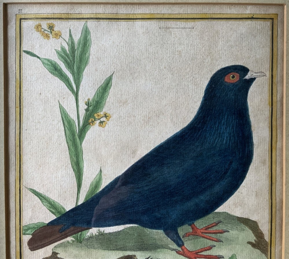 A framed 18th-century hand-coloured engraving depicting a deep blue pigeon perched on a mound beside a flowering plant, set within a gold gilt frame. View X