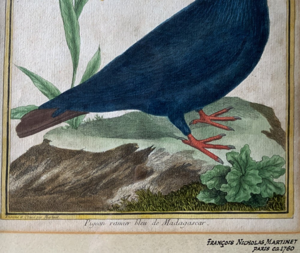 A framed 18th-century hand-coloured engraving depicting a deep blue pigeon perched on a mound beside a flowering plant, set within a gold gilt frame. View XI