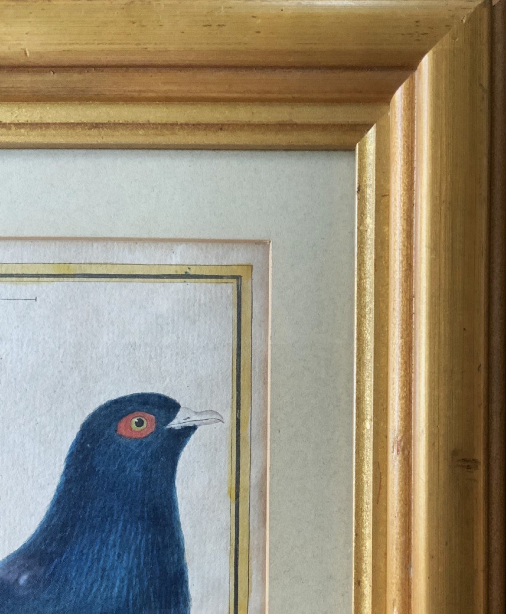 A framed 18th-century hand-coloured engraving depicting a deep blue pigeon perched on a mound beside a flowering plant, set within a gold gilt frame. View XII