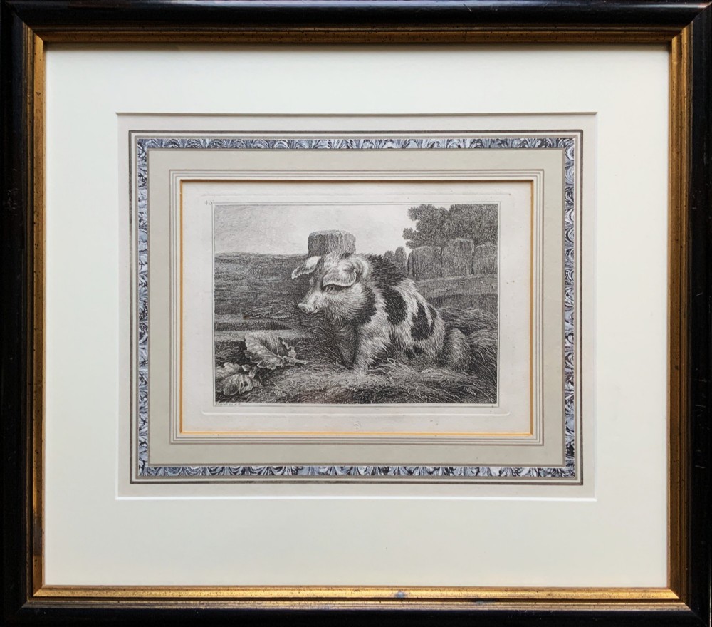 An antique monochrome etching depicting a spotted pig outdoors, presented in a decorative mount and a black wooden frame with gold inner moulding.