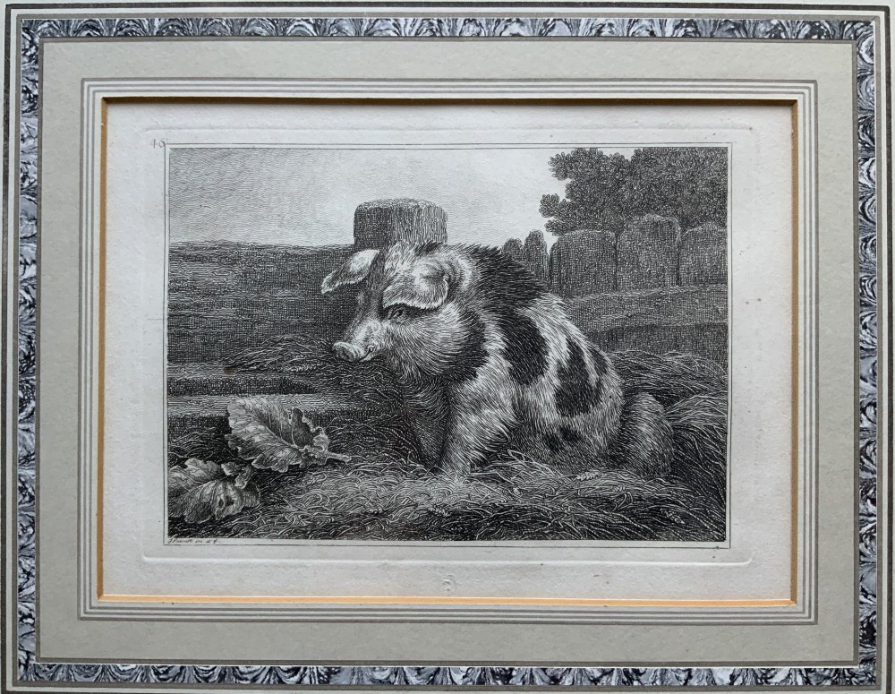An antique monochrome etching depicting a spotted pig outdoors, presented in a decorative mount and a black wooden frame with gold inner moulding. View II