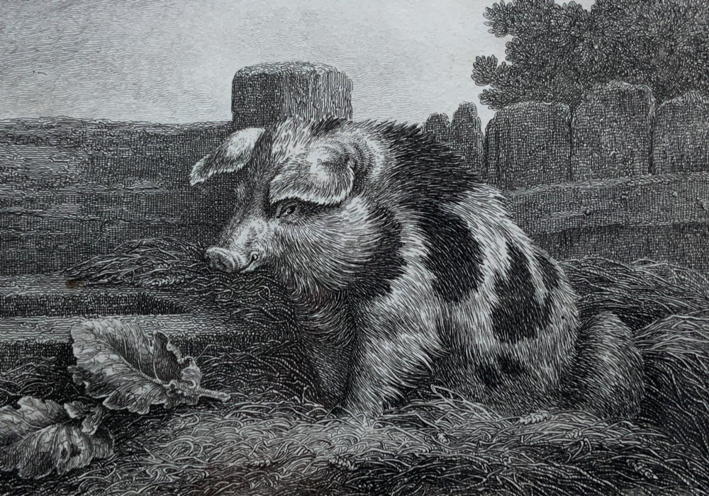 An antique monochrome etching depicting a spotted pig outdoors, presented in a decorative mount and a black wooden frame with gold inner moulding. View III
