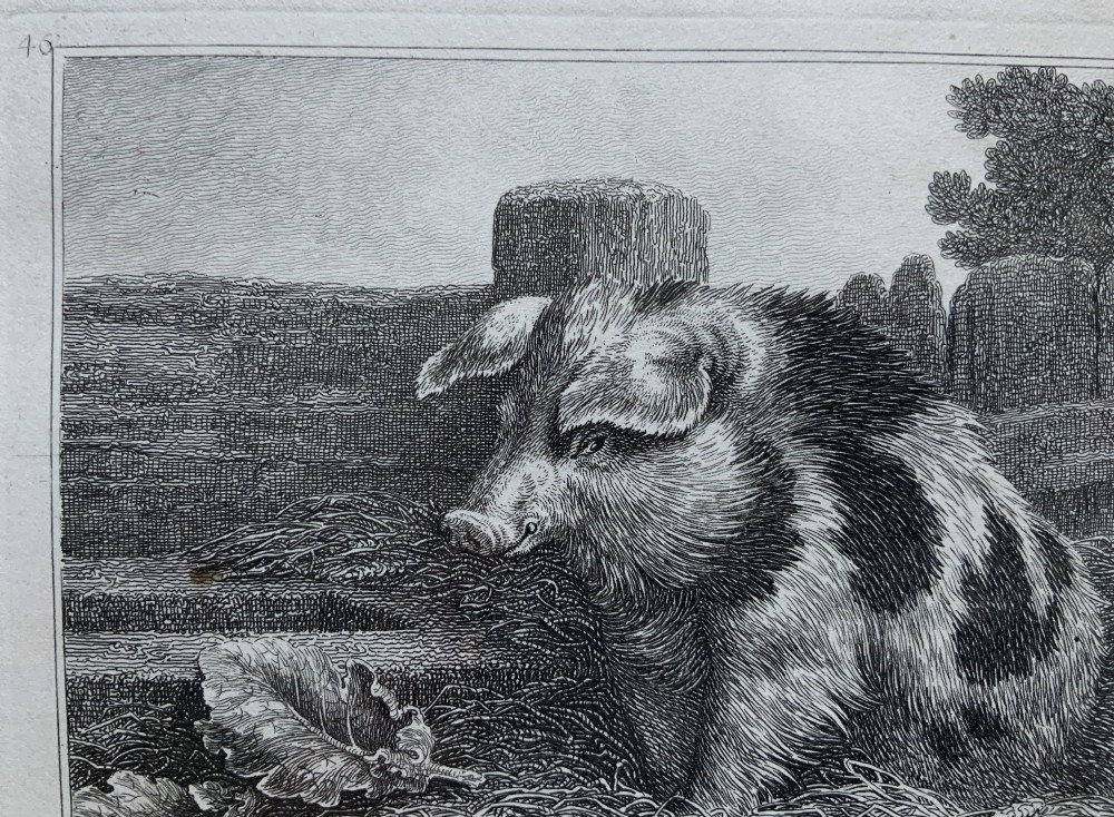 An antique monochrome etching depicting a spotted pig outdoors, presented in a decorative mount and a black wooden frame with gold inner moulding. View IV