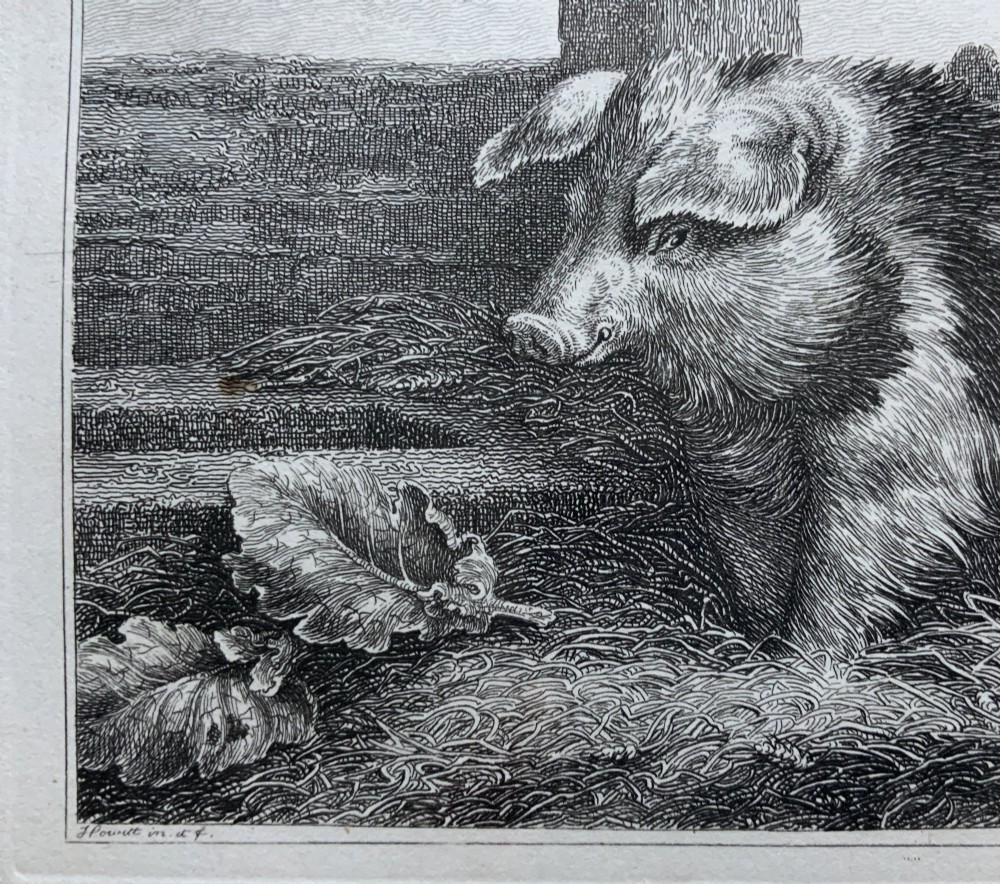 An antique monochrome etching depicting a spotted pig outdoors, presented in a decorative mount and a black wooden frame with gold inner moulding. View V