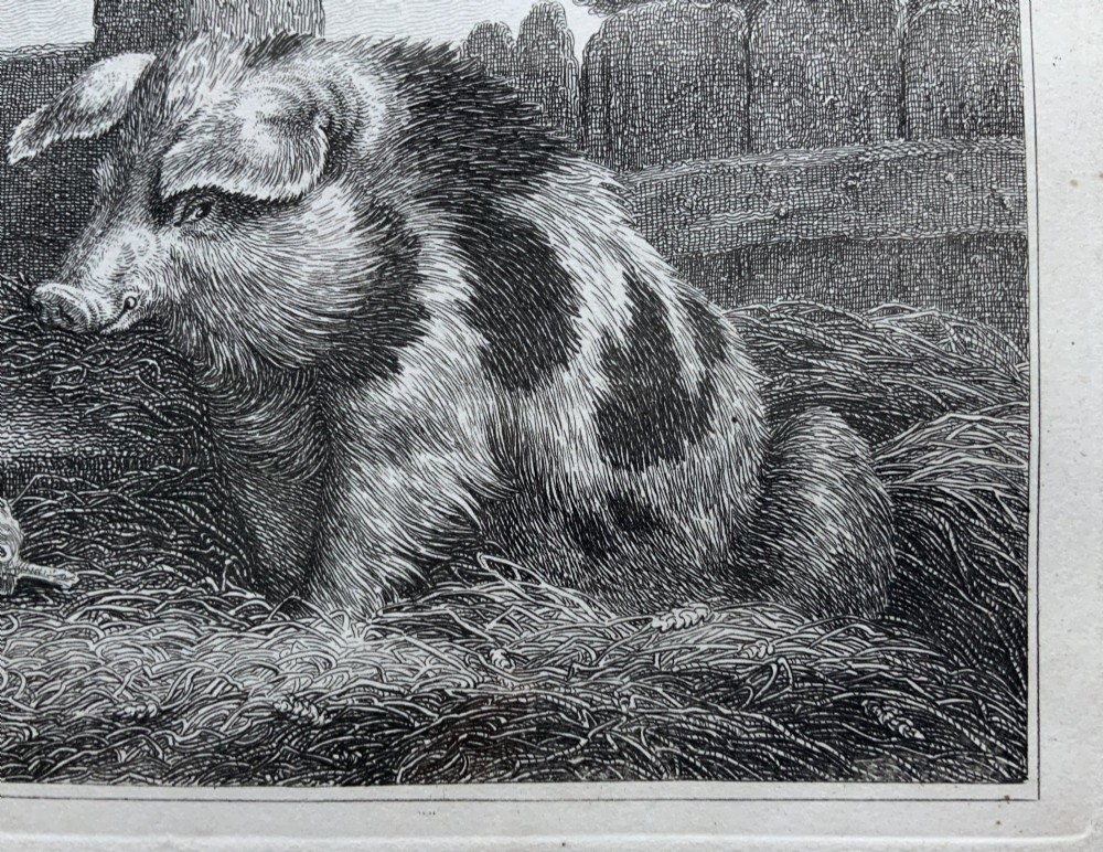 An antique monochrome etching depicting a spotted pig outdoors, presented in a decorative mount and a black wooden frame with gold inner moulding. View VI