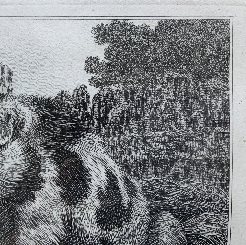 An antique monochrome etching depicting a spotted pig outdoors, presented in a decorative mount and a black wooden frame with gold inner moulding. View VII