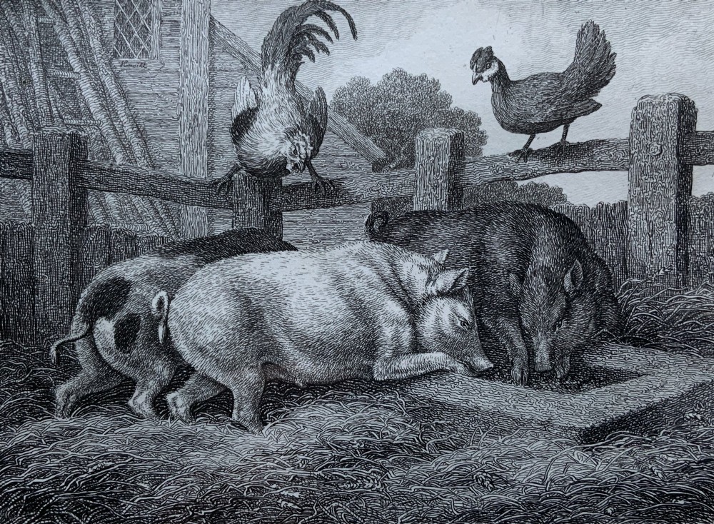 A framed antique monochrome etching depicting pigs feeding at a trough with poultry on a wooden fence, presented in a black and gilt frame. View III