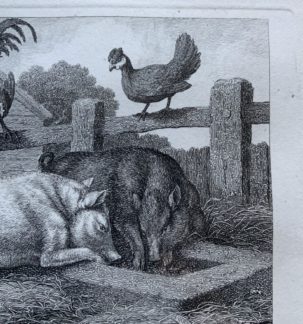 A framed antique monochrome etching depicting pigs feeding at a trough with poultry on a wooden fence, presented in a black and gilt frame. View IV