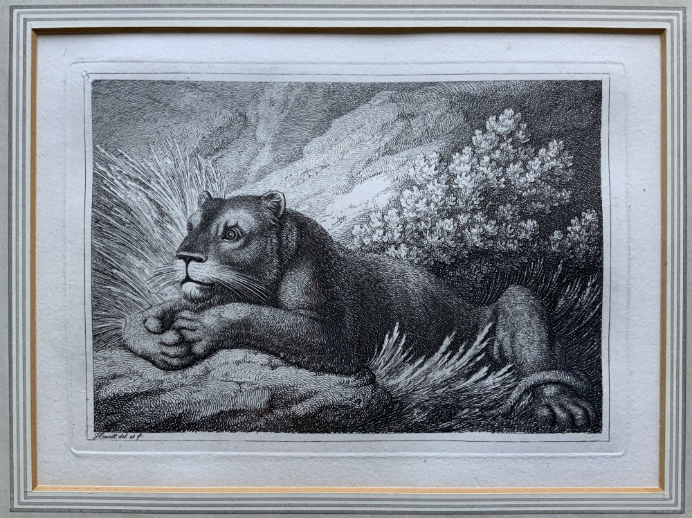 A framed black and white print depicting a resting lioness outdoors set within a decorative multi-layered mount and dark wooden frame. View II