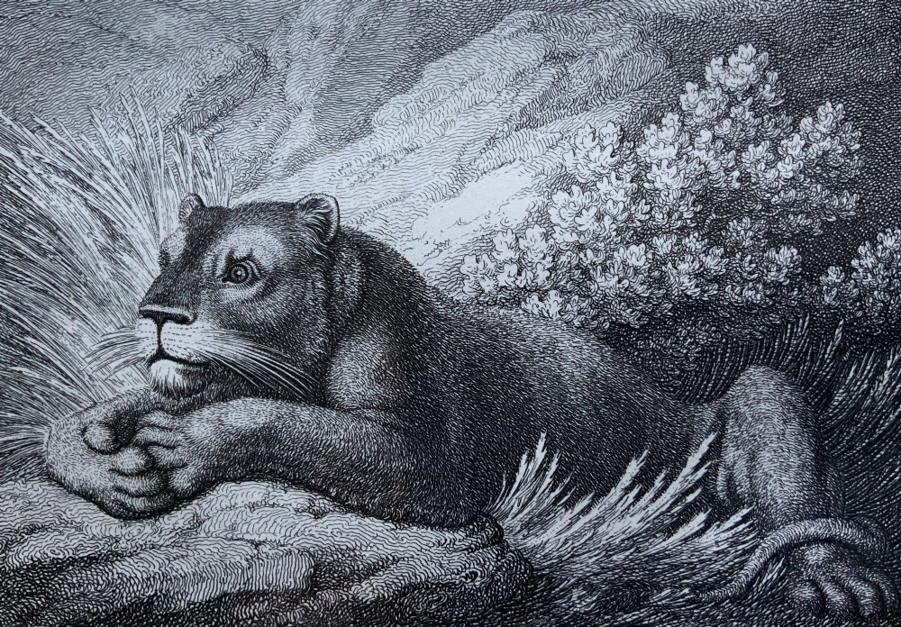 A framed black and white print depicting a resting lioness outdoors set within a decorative multi-layered mount and dark wooden frame. View III