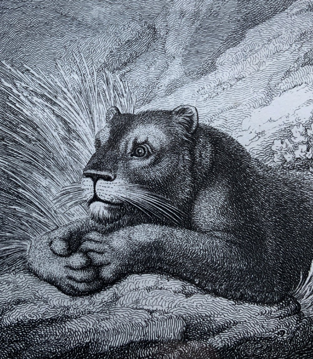 A framed black and white print depicting a resting lioness outdoors set within a decorative multi-layered mount and dark wooden frame. View IV