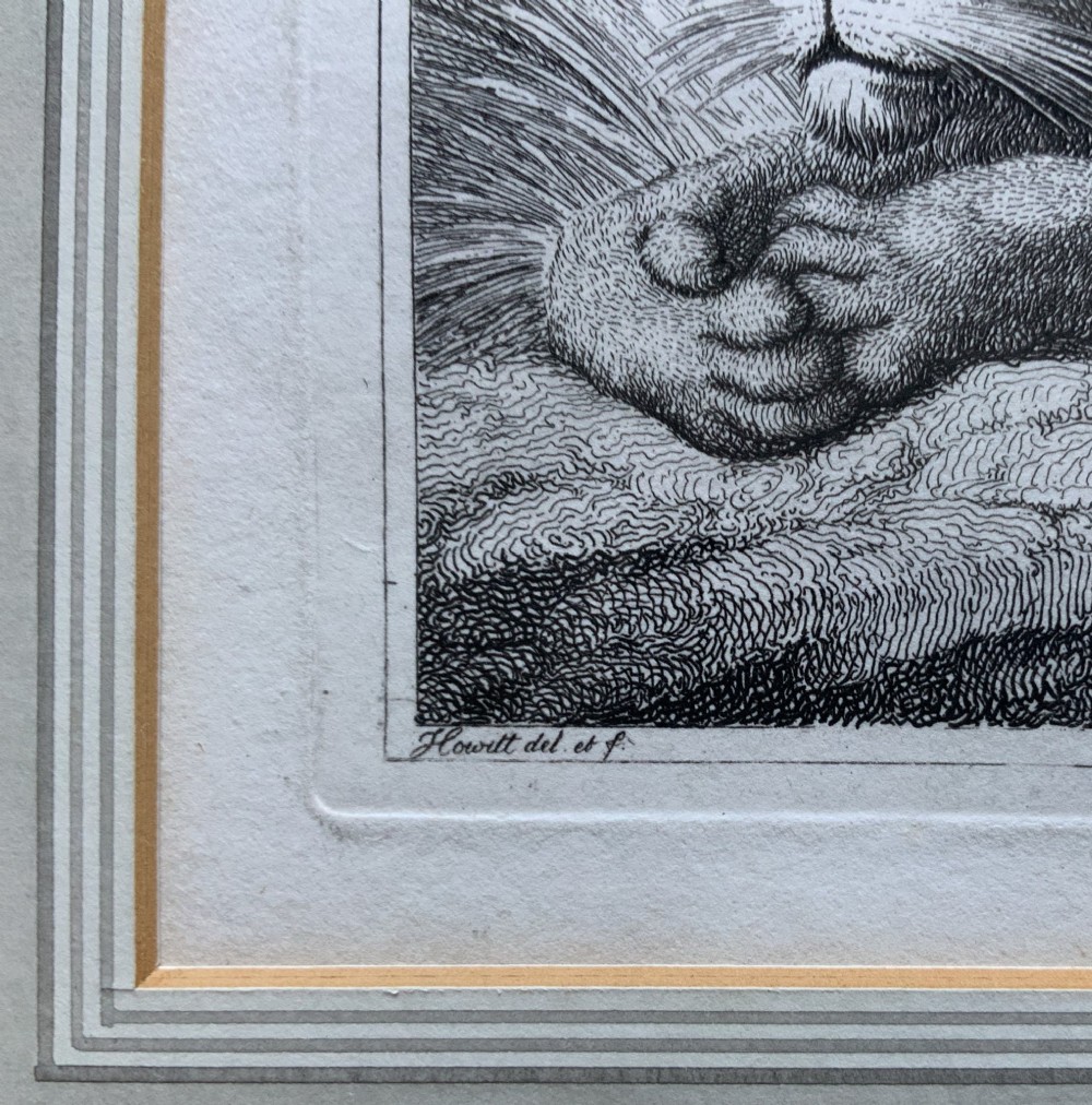 A framed black and white print depicting a resting lioness outdoors set within a decorative multi-layered mount and dark wooden frame. View VI