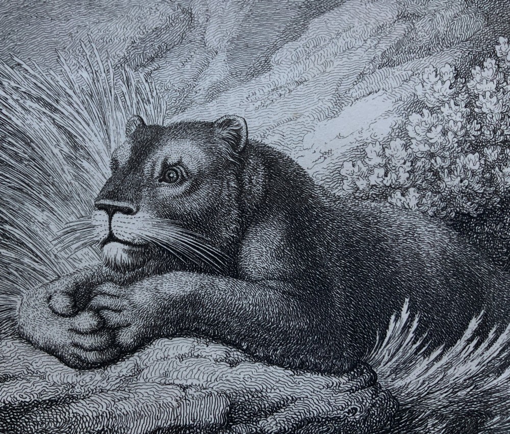 A framed black and white print depicting a resting lioness outdoors set within a decorative multi-layered mount and dark wooden frame. View VII
