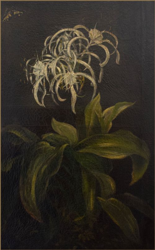 CIRCLE OF PIERREJOSEPH REDOUT 1759 1840A WHITE SPIDER LILY AND BUTTERFLY - ADDITIONAL PHOTO 2