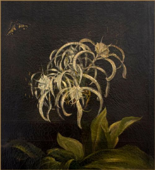 CIRCLE OF PIERREJOSEPH REDOUT 1759 1840A WHITE SPIDER LILY AND BUTTERFLYOIL ON CANVAS87 X 53 CM - ADDITIONAL PHOTO 2