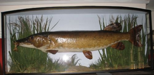 Large Stuffed & Mounted Pike in Bowfront Glass Case
