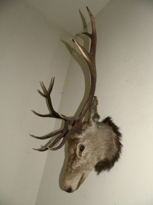 Large 12 Point Stags Head