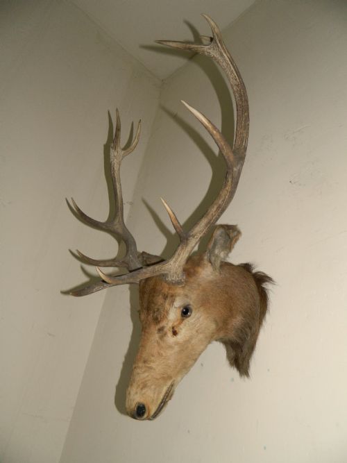 Large 11 Point Stags Head