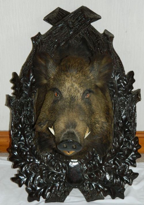 fig 1. magnificent black forest boars head