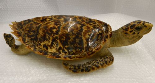 Taxidermy Turtle