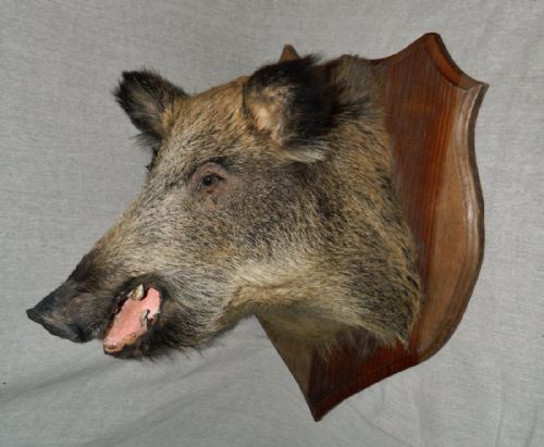 Large Taxidermy Boars Head