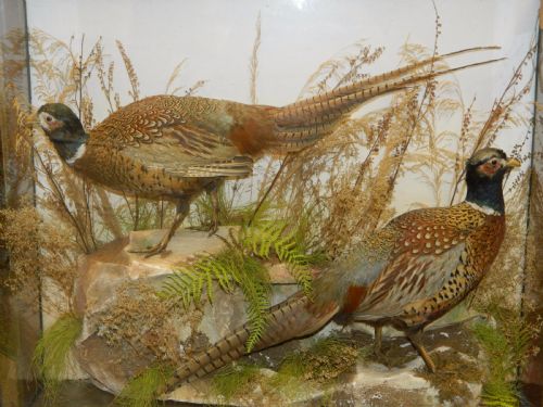 Taxidermy Pheasants by Lewis Hutton