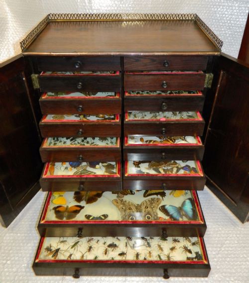 Specimen / Collectors Chest Complete with Butterflies, Beetles Etc