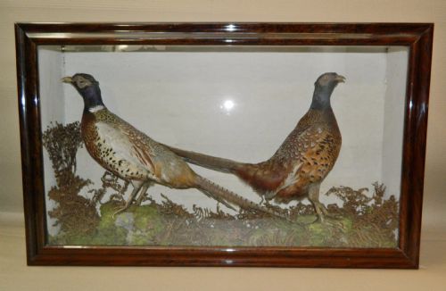 Taxidermy Pair of Pheasants
