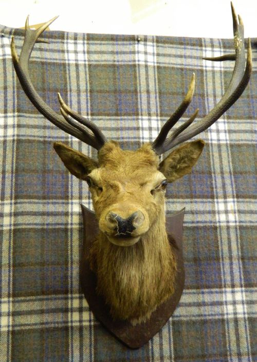 Taxidermy Royal Stags Head