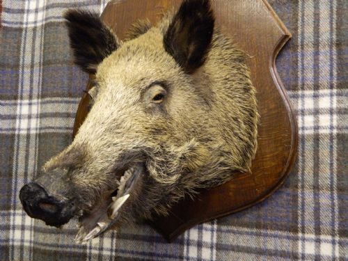 Taxidermy Boars Head