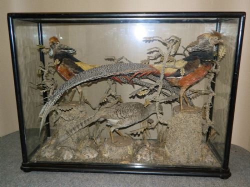 Large Cased Taxidermy Birds