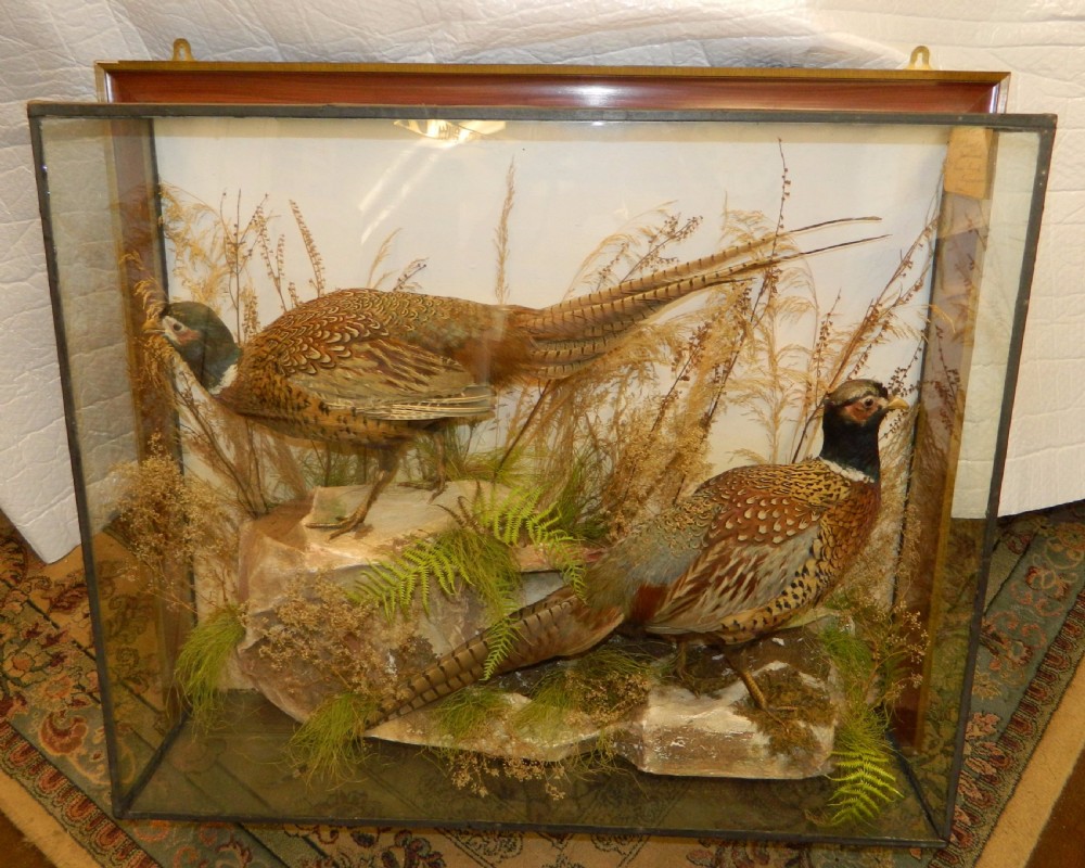 Taxidermy pheasants by Lewis Hutton  View II