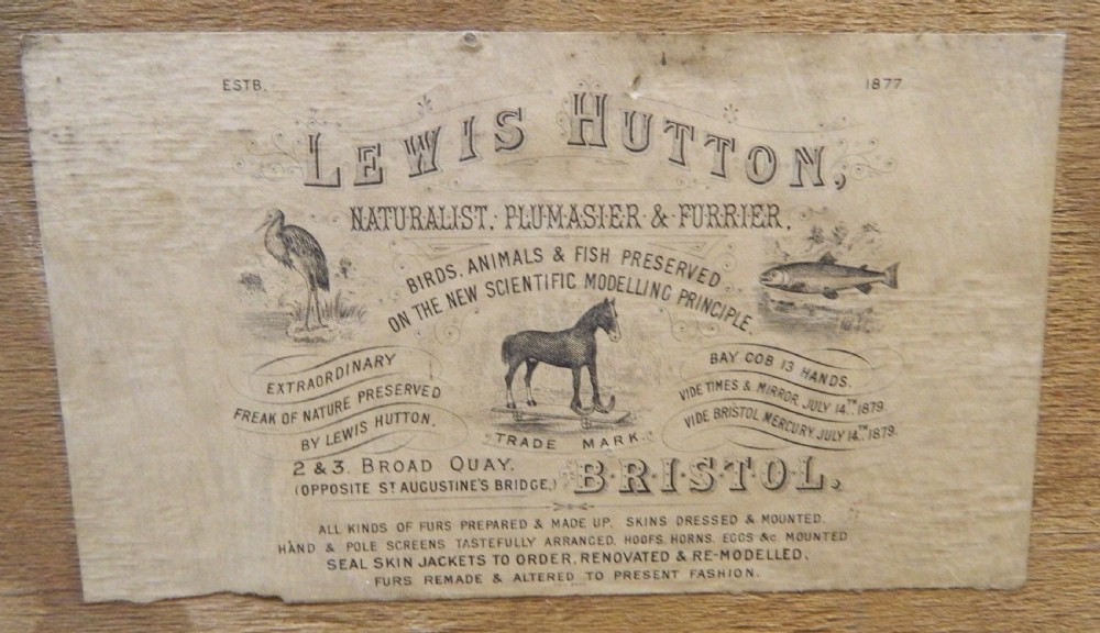 Taxidermy pheasants by Lewis Hutton  View III