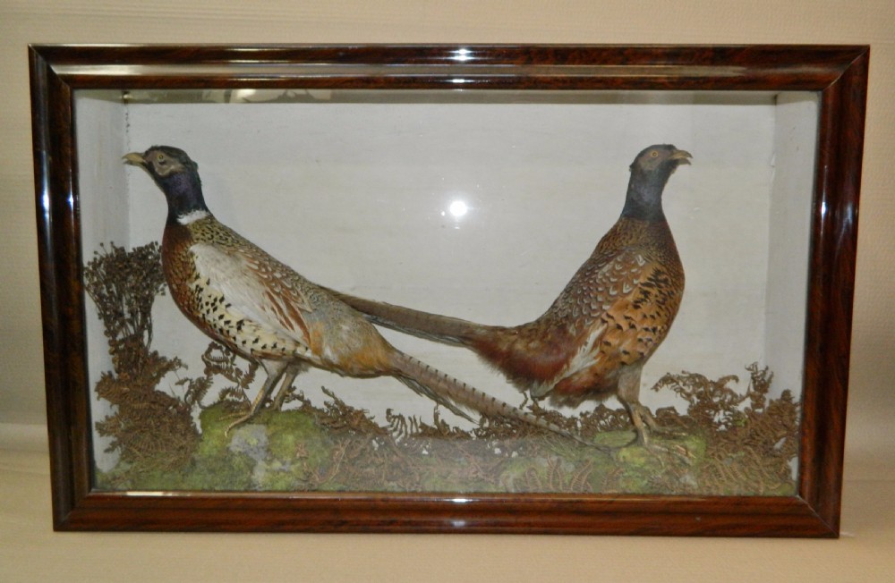 taxidermy pair of pheasants